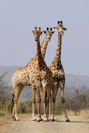 animals2